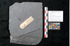 Foto (Objekt + Etikett) von Plantae indet.  (NHMW-GEO-2024-0188-11214)